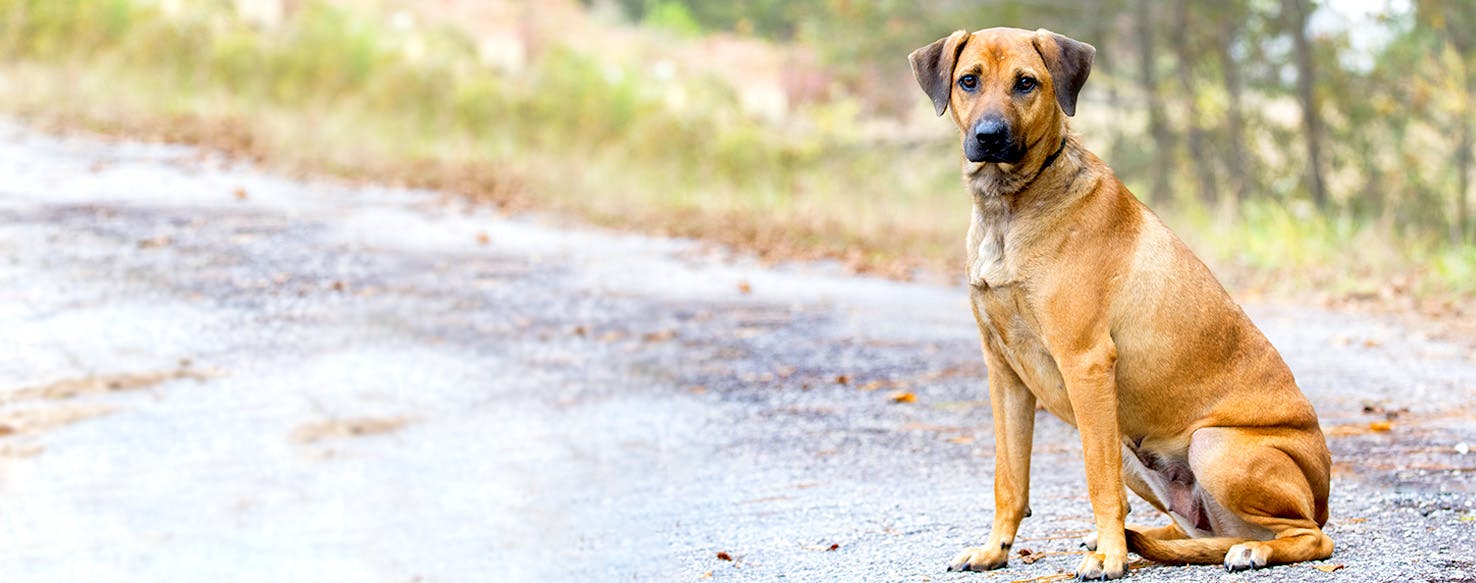 Black mouth sales cur names